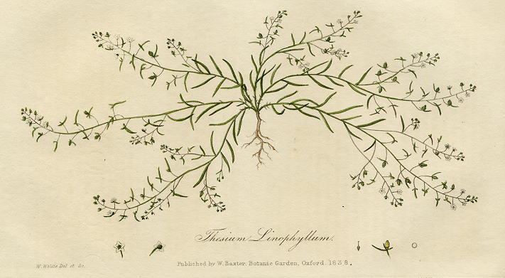 Common Holly, 1839