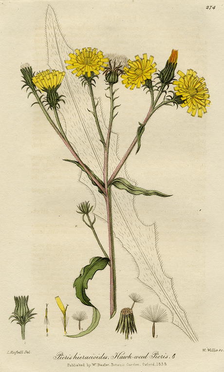 Thesium Linophyllum, 1839