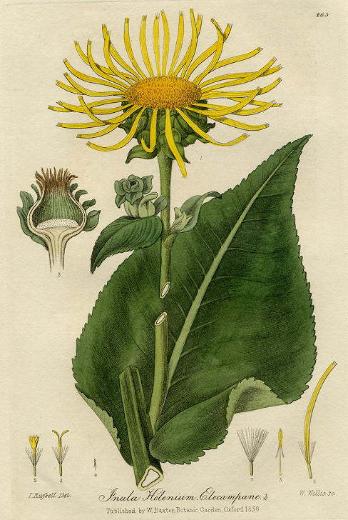 Elecampane, 1839