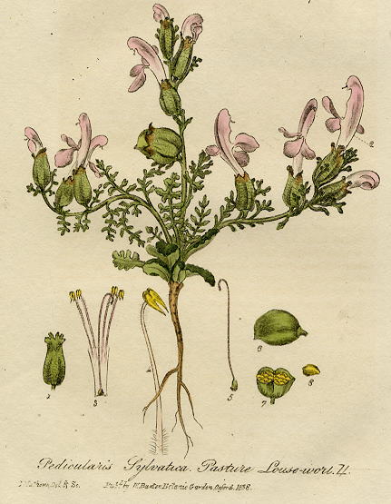 Pasture Louse-wort, 1839