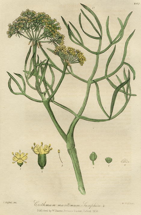 Samphire, 1839