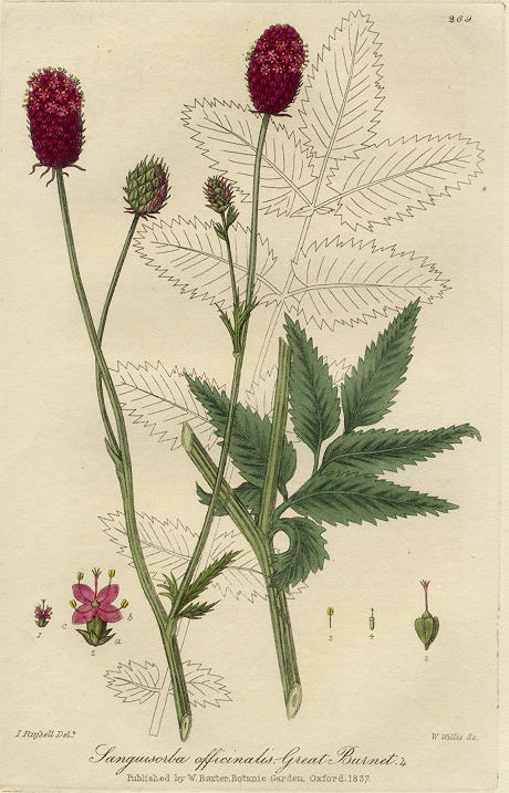 Great Burnet, 1839