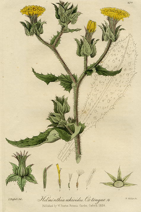 Oxtongue, 1839