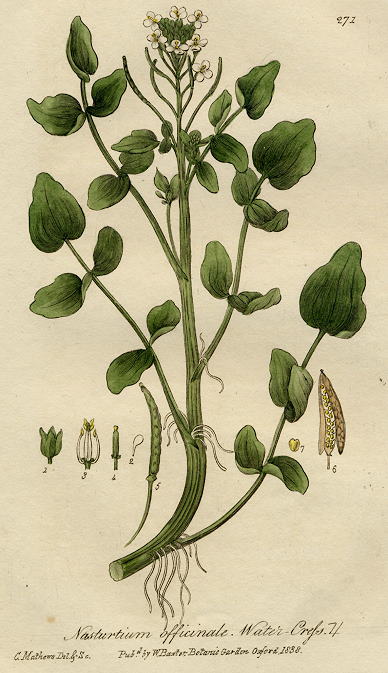 Watercress, 1839