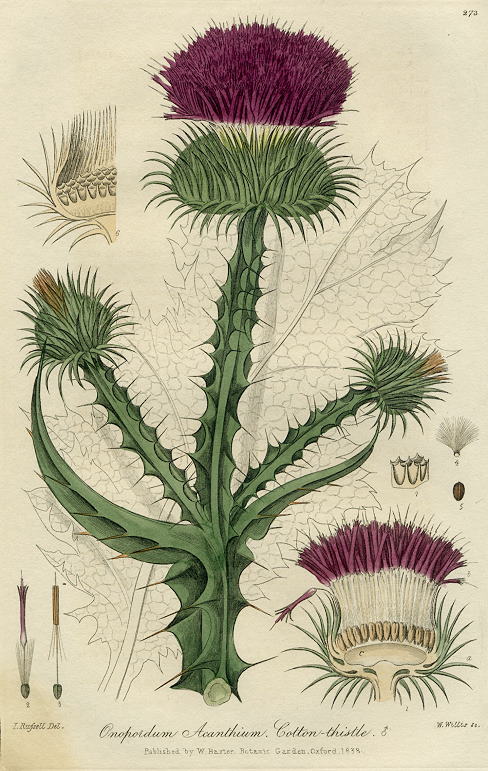 Cotton-thistle, 1839