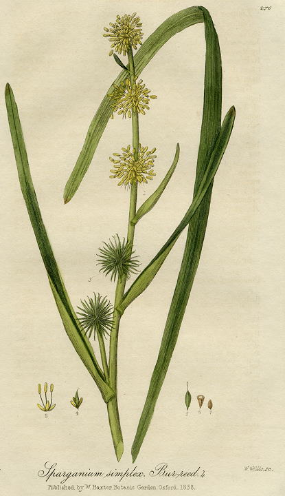 Bur-reed, 1839