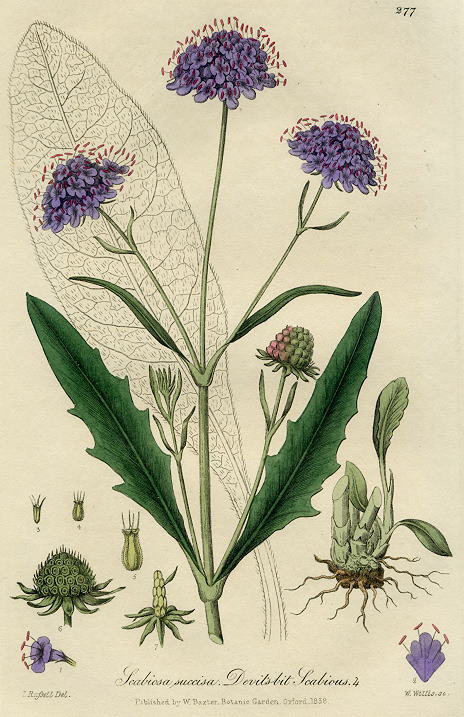 Devils-bit Scabious, 1839