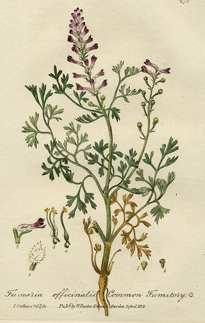 Common Fumitory, 1839