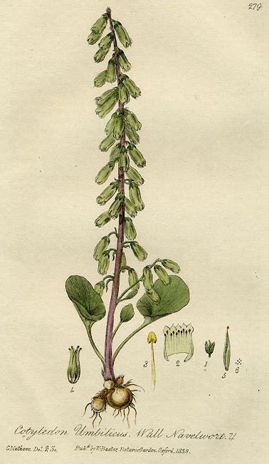 Wall Navelwort, 1839