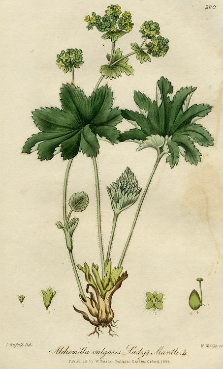 Lady's Mantle, 1839