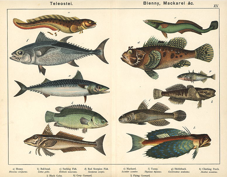 Fish - Blenny, Red Scorpion Fish, Mackerel, Flying Gurnard etc., 1885