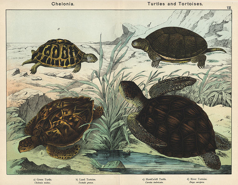 Turtles & Tortoise, 1885