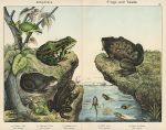 Frogs & Toads, 1885