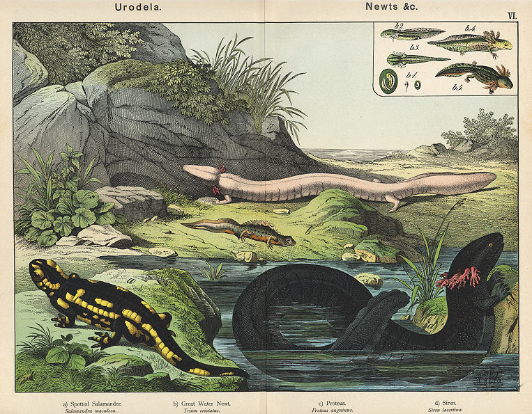 Salamander, Newt, Proteus, Siren, 1885