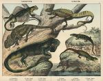 Chameleon, Lizards, Iguana, Basilisk, Flying Dragon, 1885