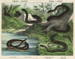 Snakes, 1885