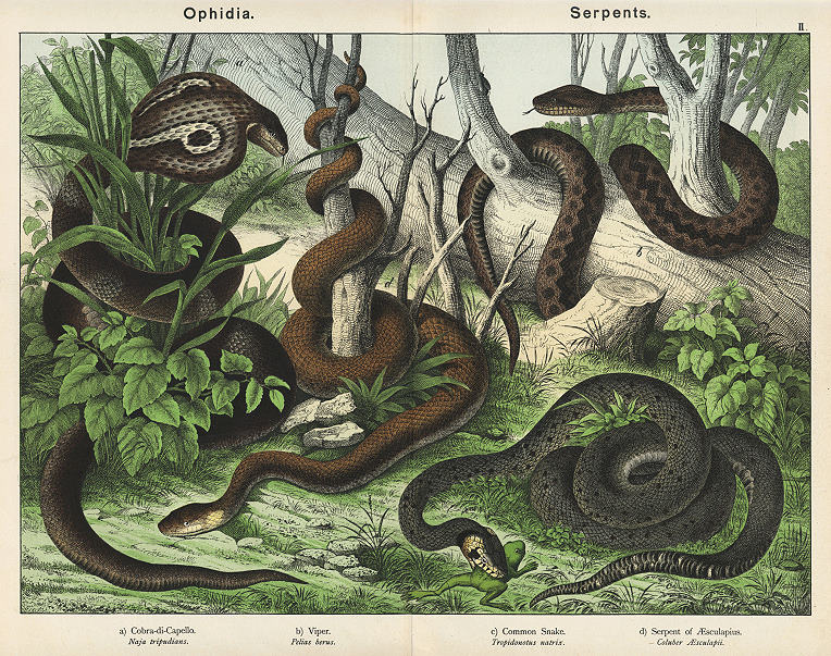 Snakes, 1885