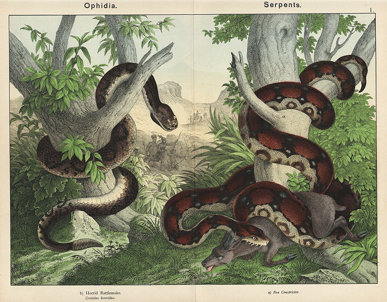 Snakes, 1885