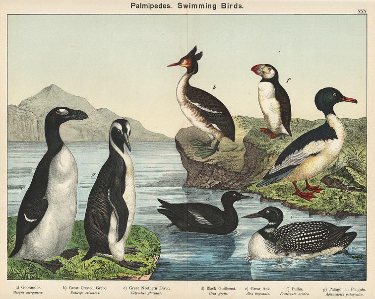 Swimming Birds - Puffin, Grebe, Goosander etc., 1885