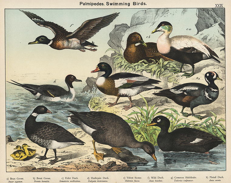 Swimming Birds - Bean Goose, Ducks, Scoter etc., 1885