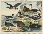 Swimming Birds - Bean Goose, Ducks, Scoter etc., 1885