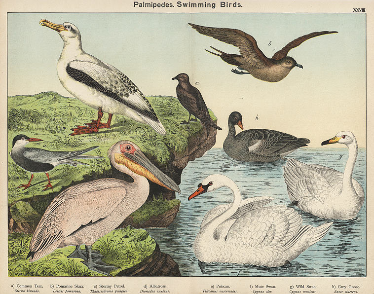 Swimming Birds - Tern, Skua, Petrel, Albatross, Pelican, Swan etc., 1885