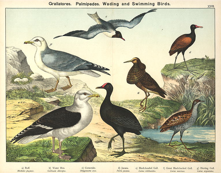 Wading & Swimming Birds, 1885