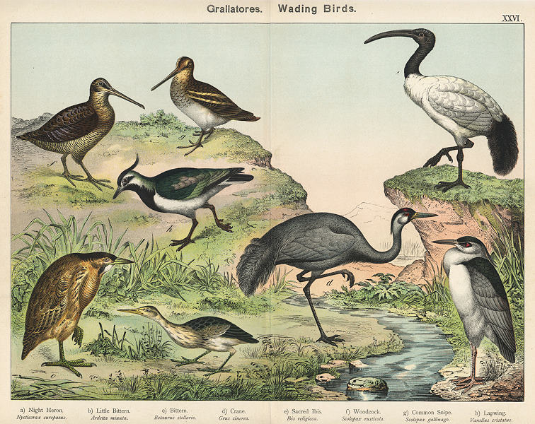 Wading Birds, 1885