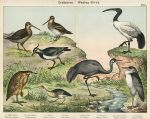 Wading Birds, 1885