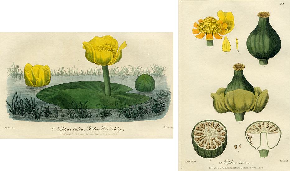 Yellow Waterlily, (2 prints), 1839