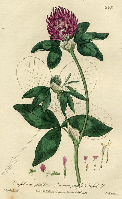 Common Purple Trefoil, 1839