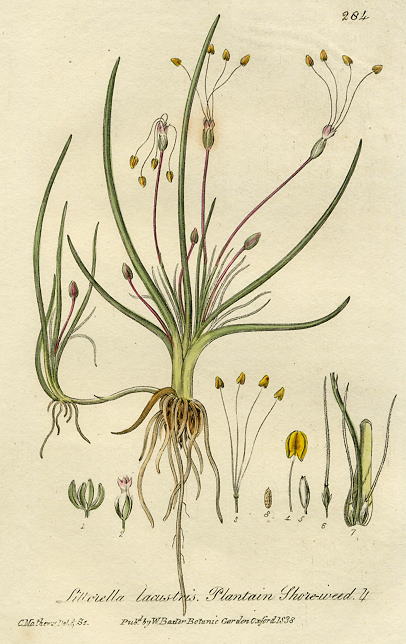 Plantain Shoreweed, 1839