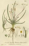 Plantain Shoreweed, 1839