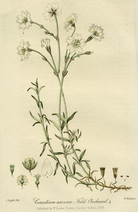 Field Chickweed, 1839