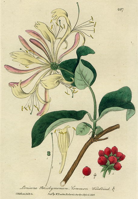 Common Woodbine (honetsuckle), 1839