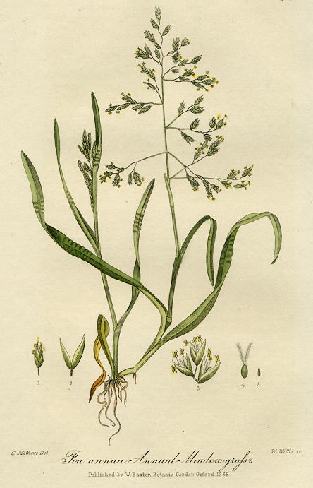 Annual Meadowgrass, 1839