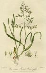 Annual Meadowgrass, 1839