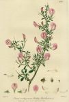 Prickly Restharrow, 1839