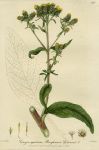 Ploughman's Spikenard, 1839