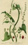 Black Bryony, 1839