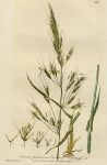 Downy Cat-grass, 1839