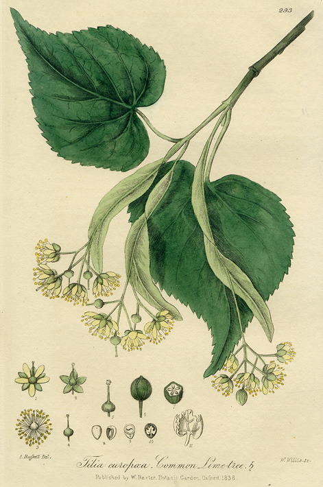 Common Lime-tree, 1839