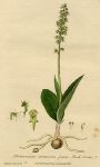 Green Musk Orchis, 1839