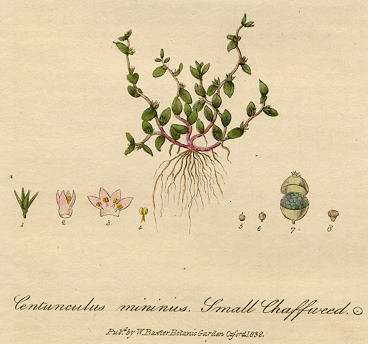 Small Chaffweed, 1839