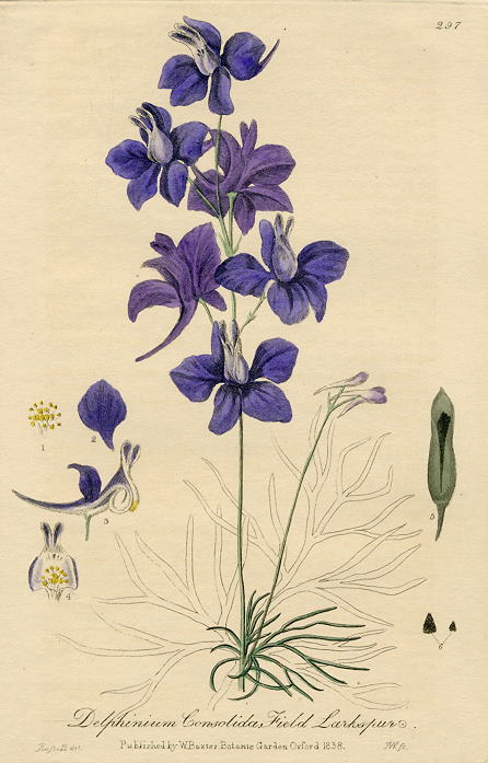 Field Larkspur, 1839