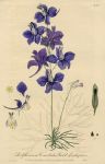 Field Larkspur, 1839