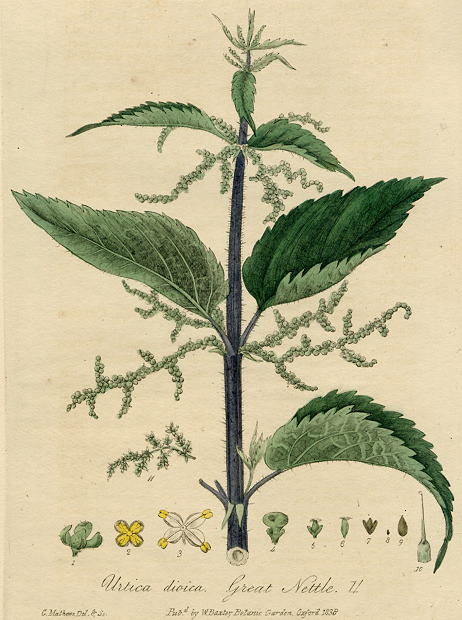 Great Nettle, 1839