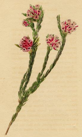 Erica Rubella, 1822