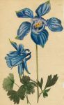 Aquilegia Alpina, 1822