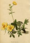 Potentilla lupinoides, 1822